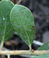 Слика од Arctostaphylos nevadensis A. Gray