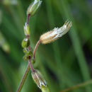 Image of <i>Cerastium fontanum</i> ssp. <i>vulgare</i>