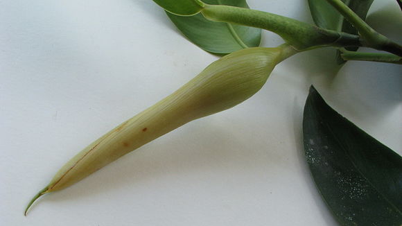 Image of Philodendron surinamense (Miq.) Engl.