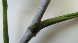 Image of Philodendron surinamense (Miq.) Engl.