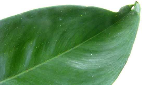 Sivun Philodendron surinamense (Miq.) Engl. kuva