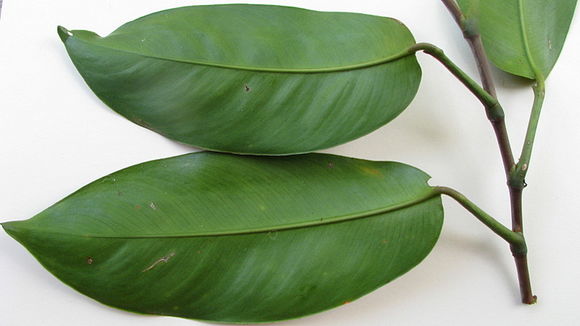 Sivun Philodendron surinamense (Miq.) Engl. kuva