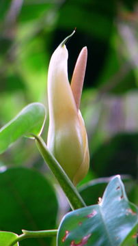 Image of Philodendron surinamense (Miq.) Engl.