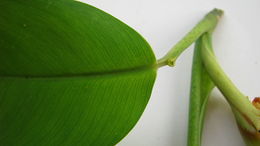 Image of Philodendron surinamense (Miq.) Engl.