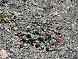 Image of serpentine milkweed