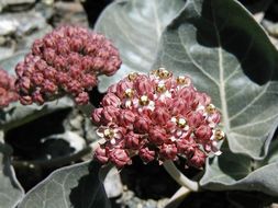 Sivun Asclepias solanoana Woods. kuva