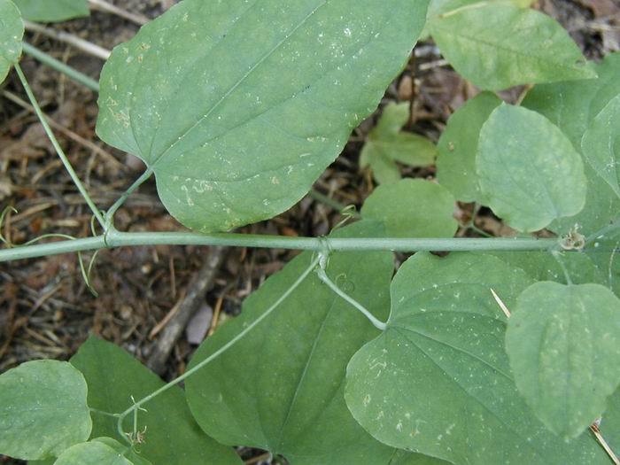 Smilax jamesii G. A. Wallace resmi