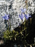 Image de Campanula wilkinsiana Greene