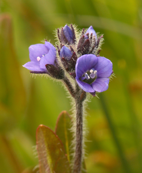 Image of American alpine speedwell