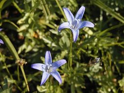 Image de Campanula wilkinsiana Greene