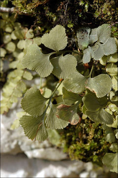 Image of Wall-rue