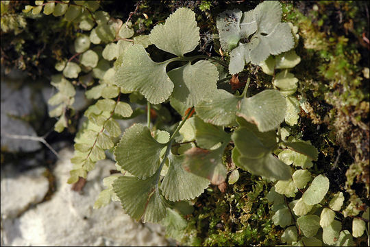 Image of Wall-rue