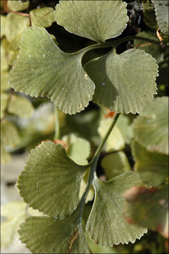 Image of Wall-rue