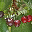 Image of gean, wild cherry