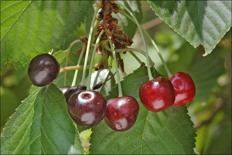 Image of gean, wild cherry
