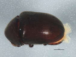 Image of Tricorynus