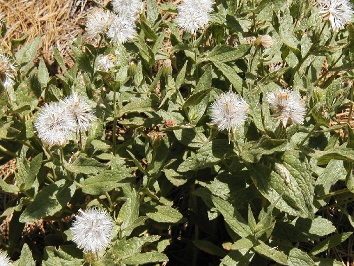 Image of Shasta County arnica