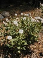 Image of Shasta County arnica