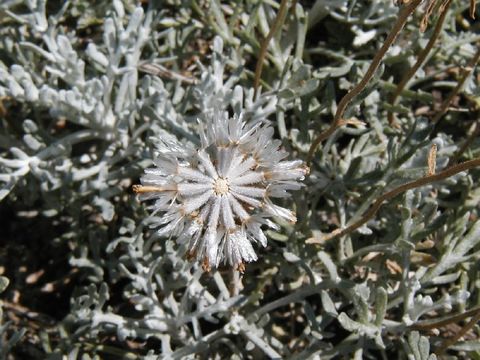 Image of Shasta chaenactis