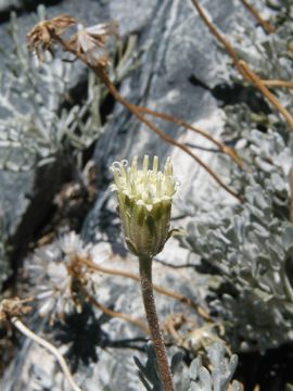 Image of Shasta chaenactis