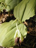 Image of Clustered lady's slipper