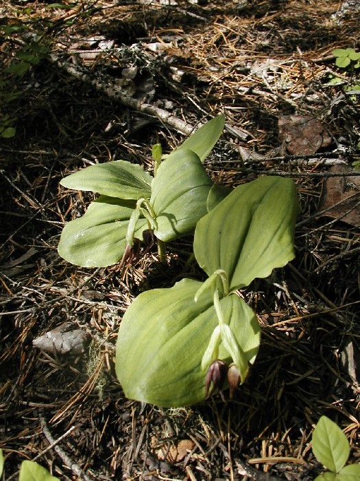 Image of Clustered lady's slipper