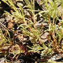 Image of threadleaf beardtongue