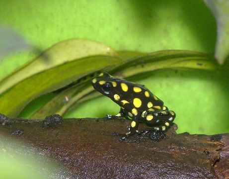 Image of Harlequin Poison Frog