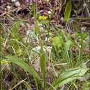 Image of Man Orchids