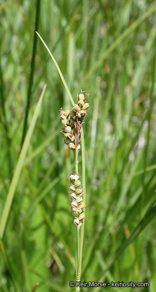 Image of golden sedge