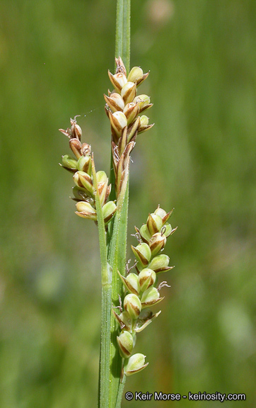 Image of golden sedge