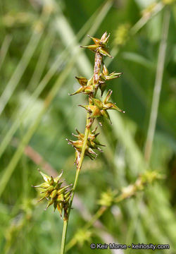 Image of star sedge