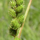 Imagem de Carex feta L. H. Bailey