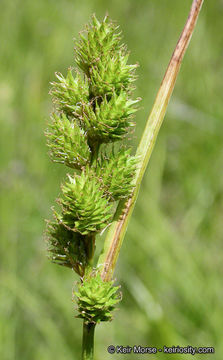 Image of Green-Sheath Sedge