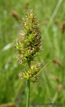 Image of fragile sheath sedge