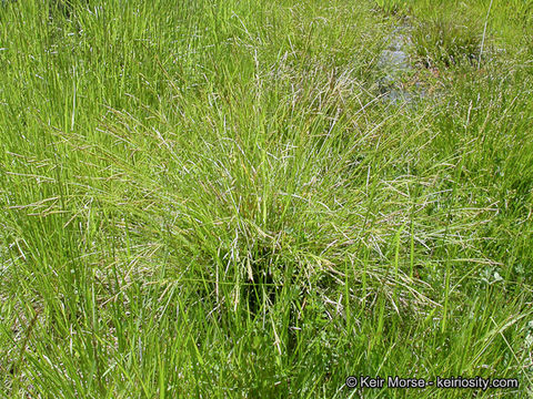 Imagem de Carex mendocinensis Olney ex Boott