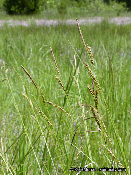 Imagem de Carex mendocinensis Olney ex Boott