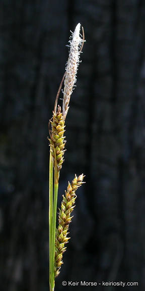 Imagem de Carex mendocinensis Olney ex Boott