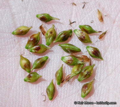 Image of Mendocino Sedge