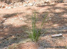 Image of manystem sedge