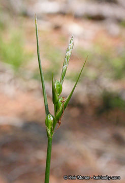 Sivun Carex multicaulis L. H. Bailey kuva