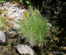 Image of Torrent Sedge