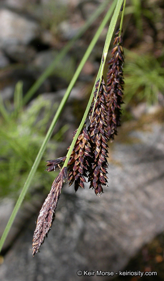 Image of Torrent Sedge