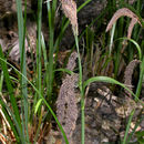 صورة Carex obnupta L. H. Bailey