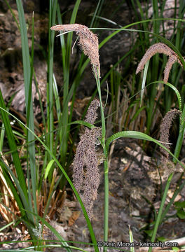 Image of Slough sedge