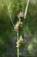 Image of Saw-Tooth Sedge