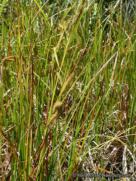 Image de Carex utriculé