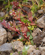 Слика од Polygonum minimum S. Wats.