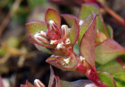 Слика од Polygonum minimum S. Wats.