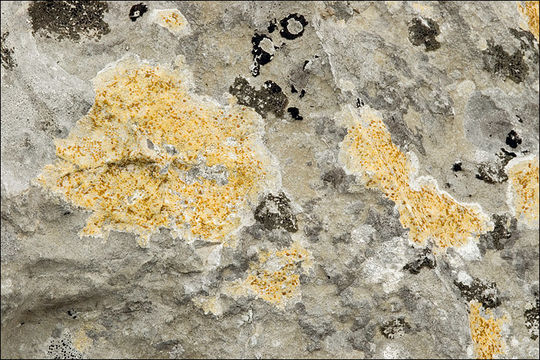 Image of Caloplaca ochracea (Schaer.) Flagey